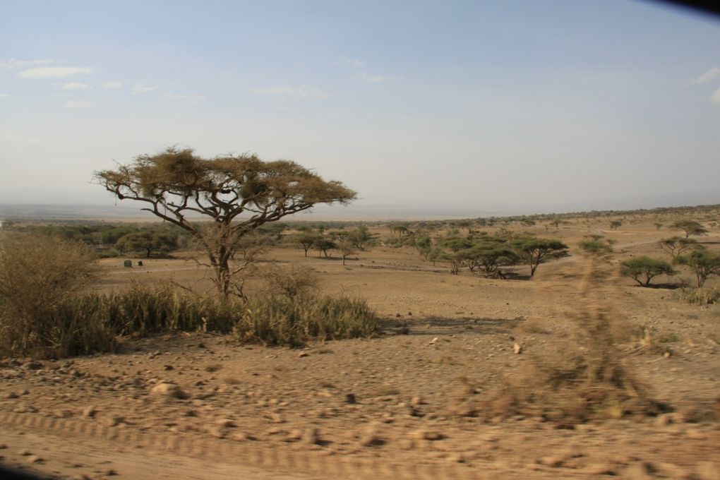 Album - 7.2 Ngorongoro