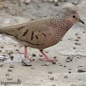 Les Columbidés - Pigeons et tourterelles