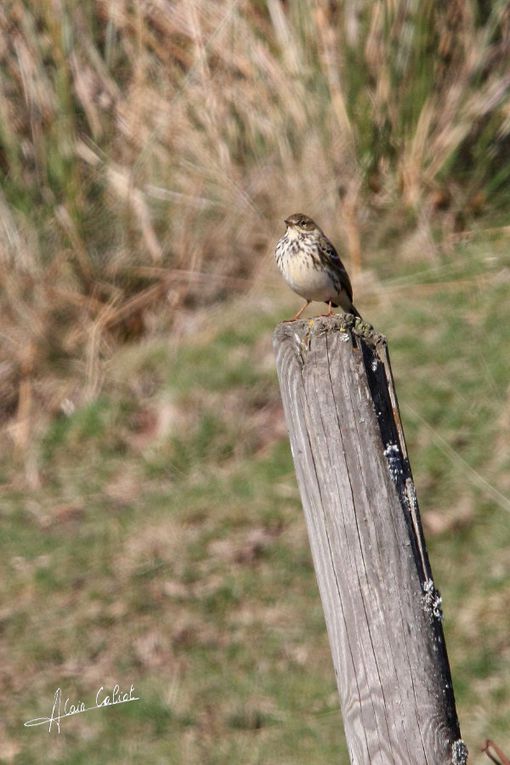 Pipit des prés