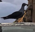 Scorci e ritagli