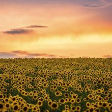 Safflower Oil vs. Sunflower Oil Comparison