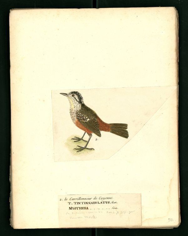 gravures ornithologiques