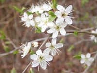 Fleurs des montagnes Vosgiennes.