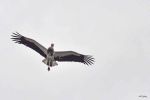 Cigogne, touffe au bec