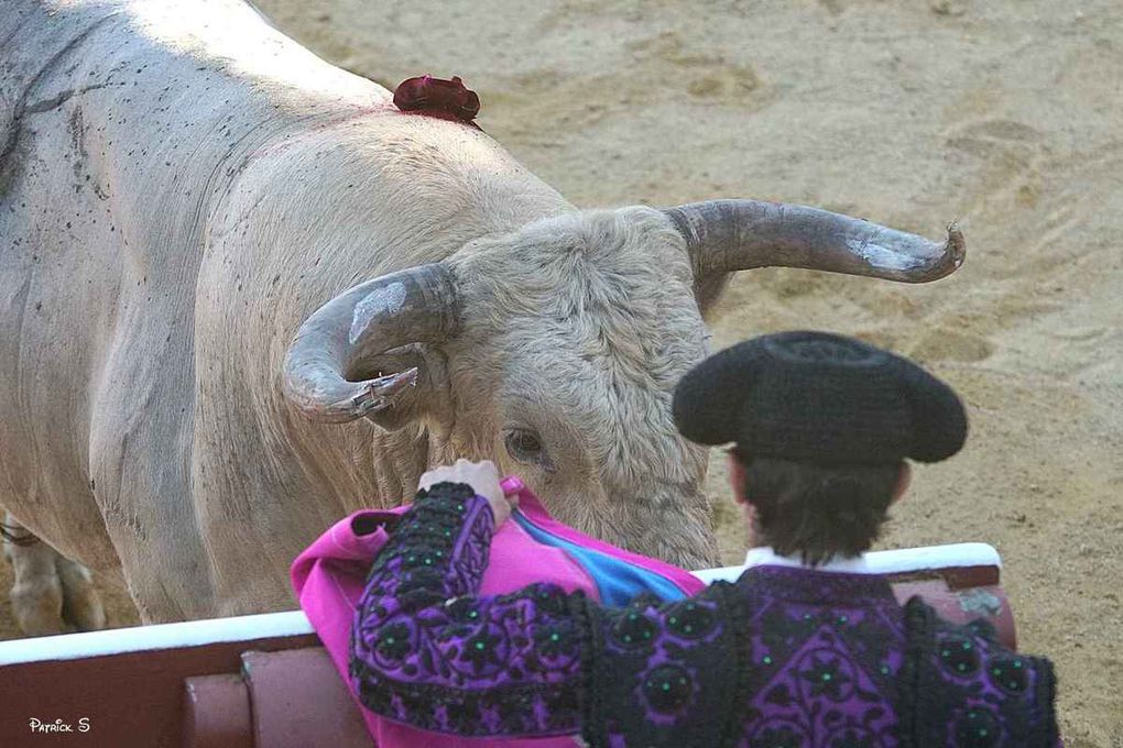 Pour visioner les images plein écran, cliquez sur la photo des arènes en tête d'article.