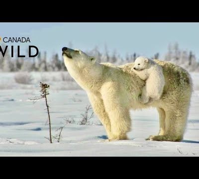DE LA DOUCEUR DANS CE MONDE DE BRUTES...