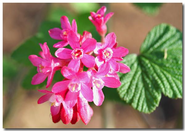 Album - fleurs-et-feuilles