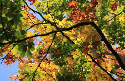 La tête sous les couleurs