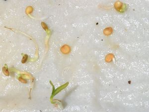 Presque toutes les graines de Greenapple ont germé et environ 50% des "little finger" (graines de 2016)