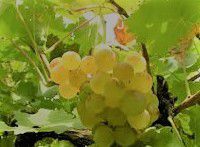 #Torrontes Producers Sierra Foothills Vineyards California