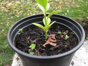 Résultats de germination de pépins, pas mal !! (cliquez sur les photos pour agrandir)