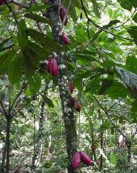 El cacao