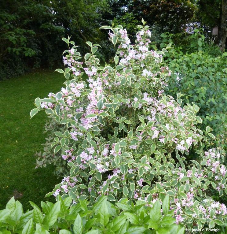 Weigelia panaché - Weigela florida ' Variegata '