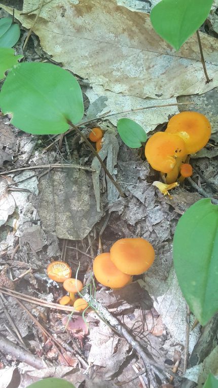 Canada : Celui qui randonnait dans le Parc de la Mauricie