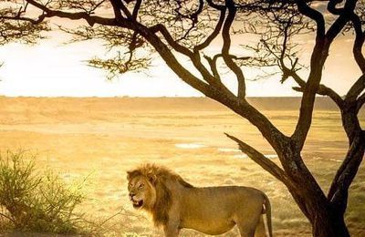 geographicwild:.
Photo by @juliawimmerlin Lion this image was taken in tanzania. #nature #tree #wildlife #tanzania #lion #africa #lionking #serengeti 
#sunset