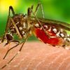 Paludisme : 49% des malgaches vivent dans les zones à risques