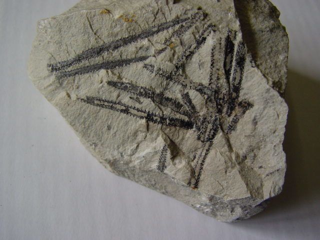 <p>Album photo de la faune anglaise</p>
<p>Il contient les principaux fossiles encore découvrables de nos jours.</p>
<p>Toutes ces pièces appartiennent à notre collection.</p>
<p>Excellente visite !</p>
<p>Phil « Fossil »</p>
