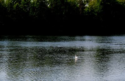 Cygnes et cygneaux  sur la Seine à Andrésy (Yvelines)