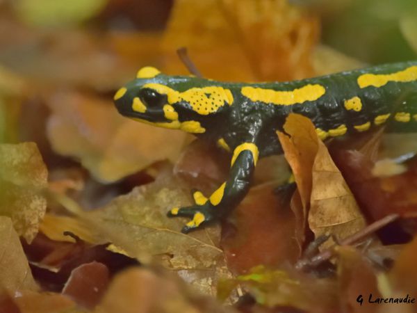 Une Salamandre couleur d'automne