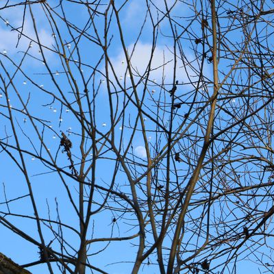 J'ai demandé à la Lune...