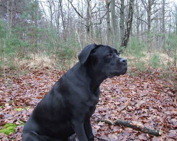 Album - Cane corso 09 mois (6 photos)