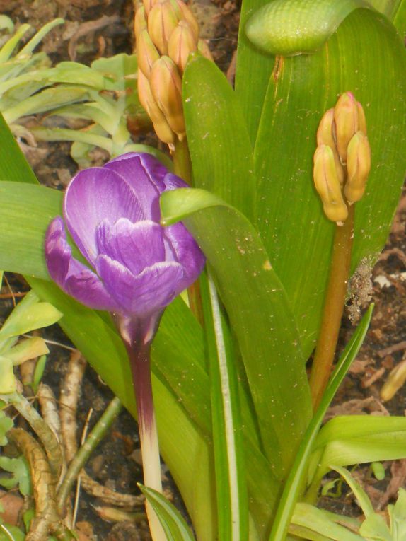 Album - LES-FLEURS-DE-MON-JARDIN