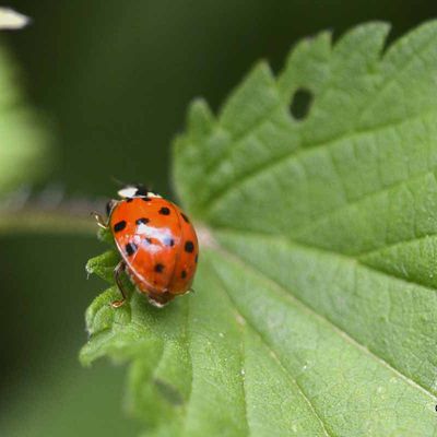 Coccinelle asiatique