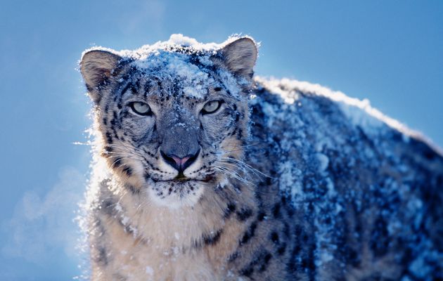 Apple Mac Snow Leopard Download Free