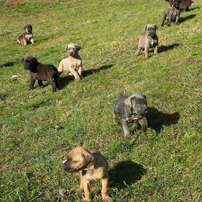 Chiots de la 1ère portée