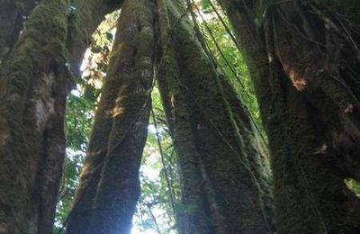 Monteverde, la foret des nuages (Du 6 au 8 mai)