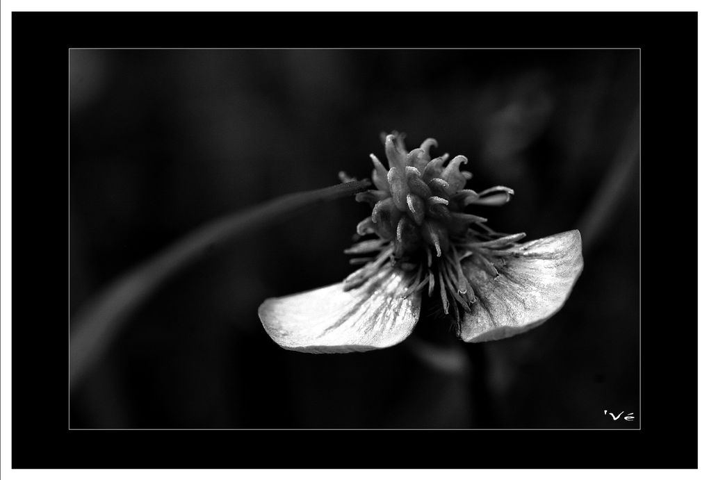 Album - Monochrome Végétal