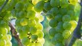 #White Niagara Producers Michigan Vineyards