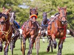 &quot;R1-C4 | PRIX DU BOIS DU BOUC  30 JUI 2021 À 13H50 HIPPODROME DE VICHY (R1) 14 PARTANTS - 33000€ - 2950 MÈTRES - POUZZOLANE&quot;