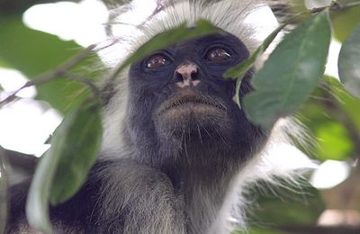 Le regard du Colobe