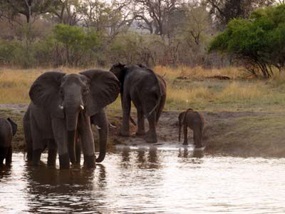 Il y a environ 500 000 éléphants en Afrique aujourd'hui et il a été estimé que les braconniers en ont abattus 22 000, en 2012, pour le trafic de l'ivoire. Photos agence SHRFI - www.shrfi.com 