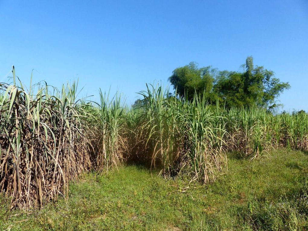 Diversification agricole en Isaan