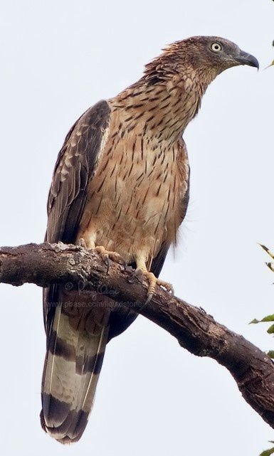 Album - oiseaux-de-proie