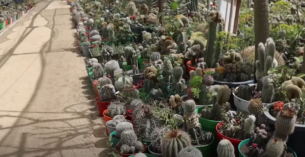 une ferme de cactus