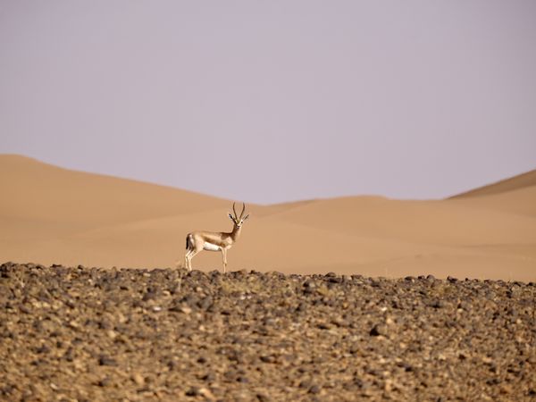 Le désert de MHAMID (Sud du Maroc 🇲🇦)