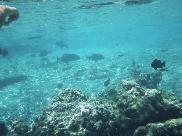 Album - Lagoonarium-de-Moorea