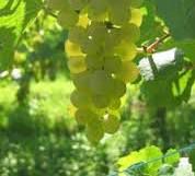 #Pinot Blanc Producers Central Coast California Vineyards 