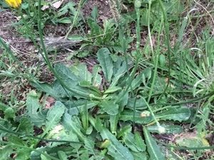 A gauche : la racine de saponaire, bouillie, permet d'obtenir une eau savonneuse. A droite : les jeunes feuilles de la porcelle sont excellentes en salade