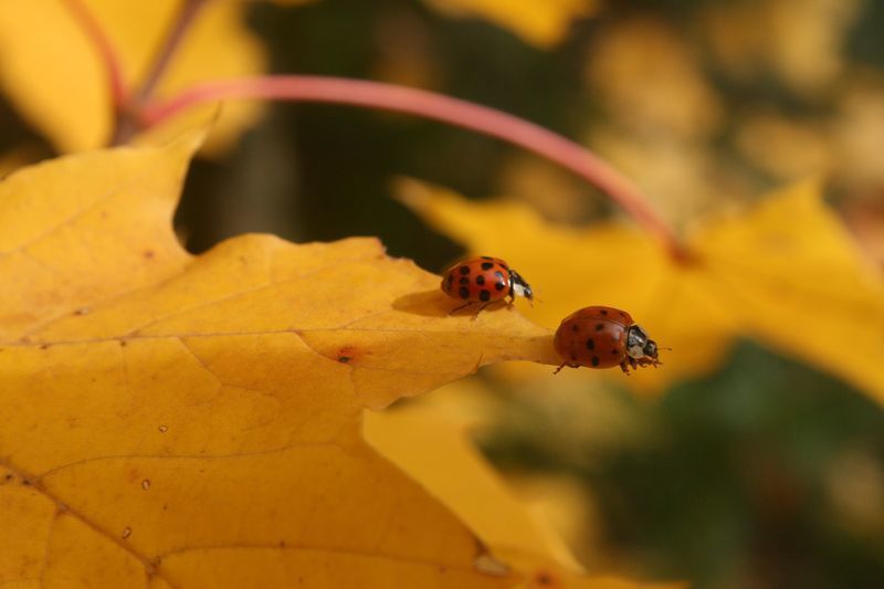 Album - L automne