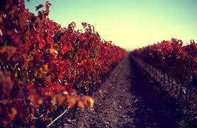 #Red Blend Wine Producers Western Victoria Vineyards Australia