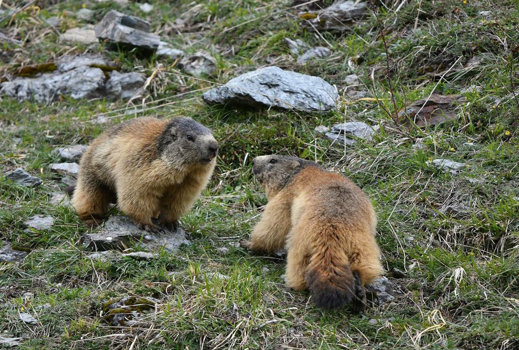 Quand elle se réveille la marmotte serait de mauvais poil ! Salutations, lutte pour le territoire et les femelles qui s'y trouvent, paradade nuptiale, ...?