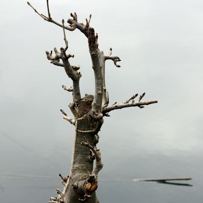 l'arbre fantôme