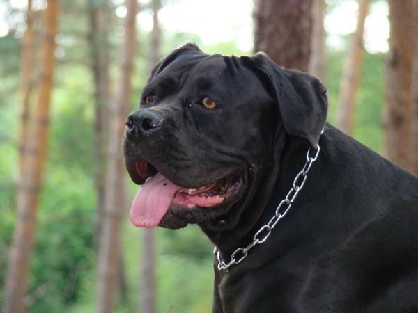 Album - Cane corso 17 mois (17 photos)