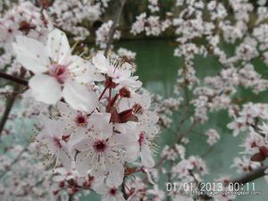 Le printemps frappe à la porte