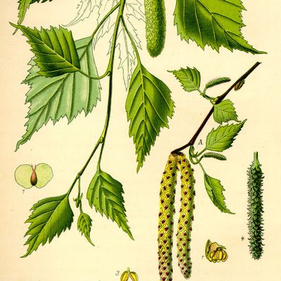 Bouleau (betula pendula)