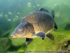 LES DIFFERENTES ESPECES DE CARPES